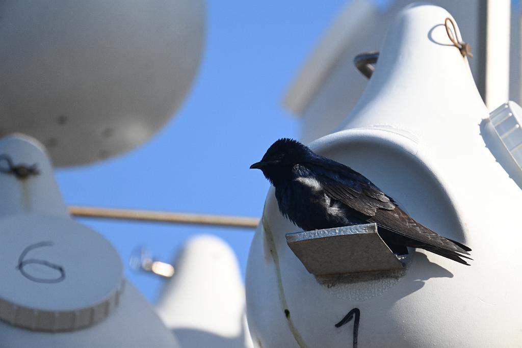 2025-04286622 Parker River  NWR, MA.JPG - Purple Martin. Parker River National Wildlife Refuge, MA, 4-28-2025